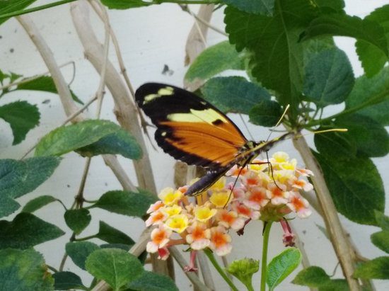 borboletario tropical borboletario tropical