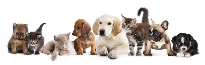 caes gatos 01