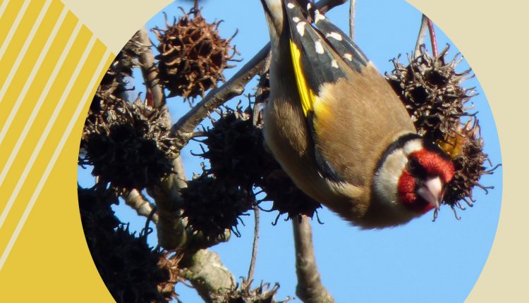 Aqui há Aves Fev2020