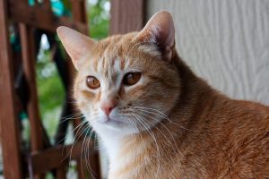 01 cat names nationalgeographic 1525054