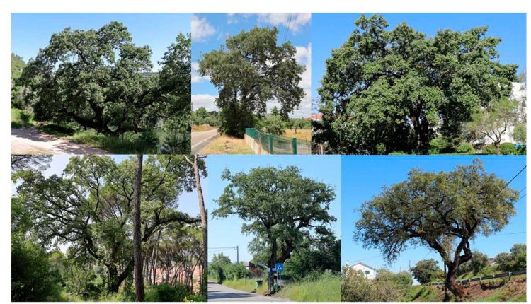 Declaracao 30POR1LINHA sobre classificacao carvalhos concelho de Tomar 1