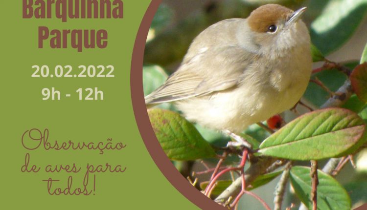 Aqui ha Aves Barquinha Fev20221