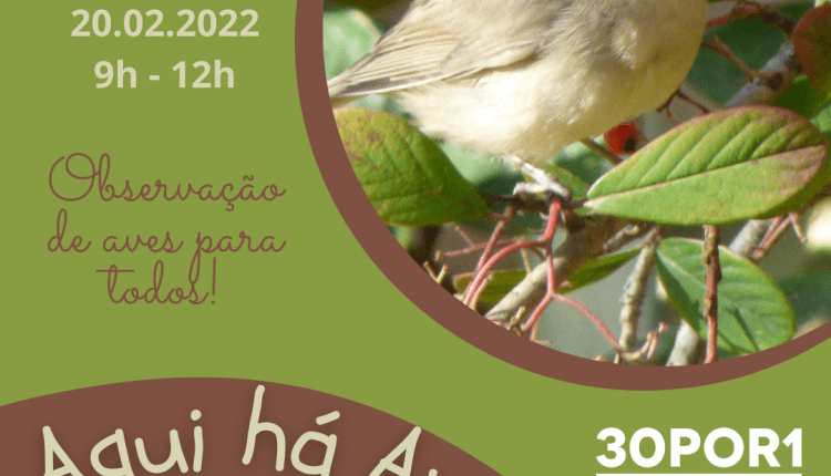 Aqui ha Aves Barquinha Fev20221