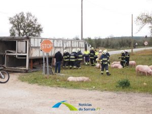 Despiste Camiao porcos Coruche en251 140322 15