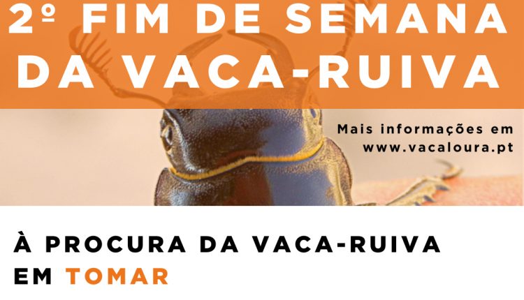 FDS VR Tomar 2