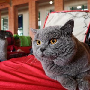 Avisan Gato