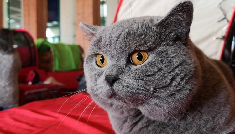 Avisan Gato