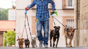 Passeador de Caes1