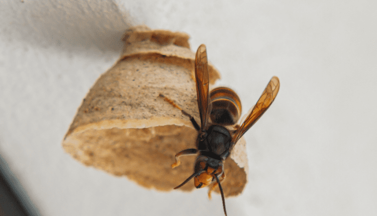 vespa velutina 1024x735 1