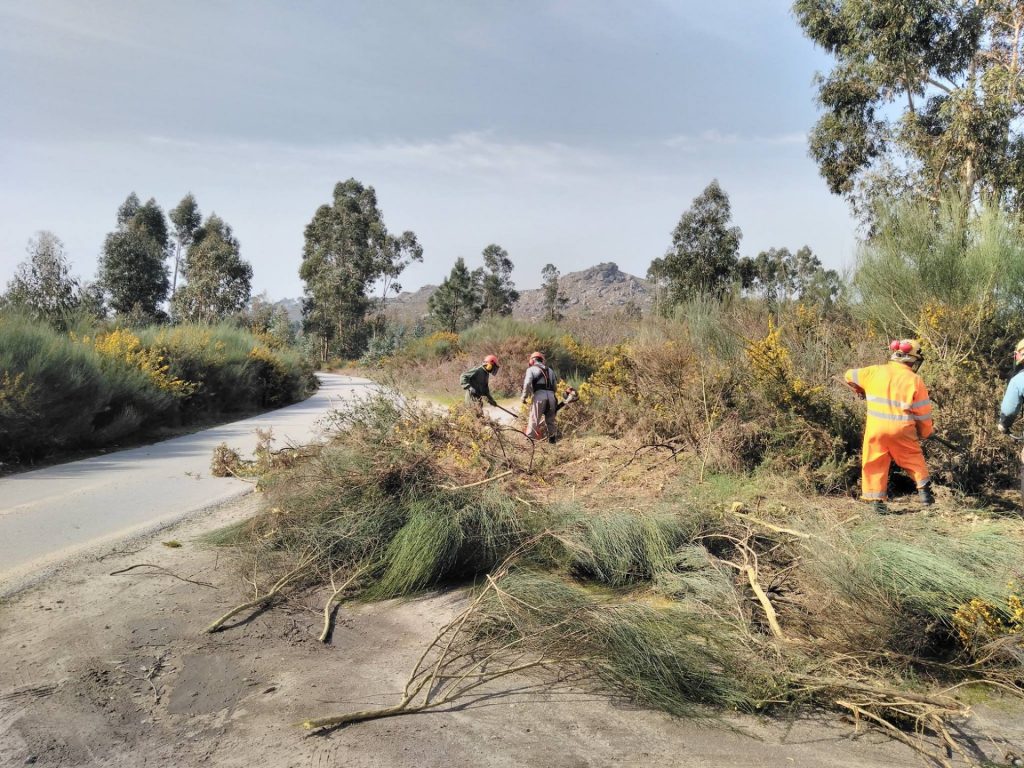Limpeza Floresta 2