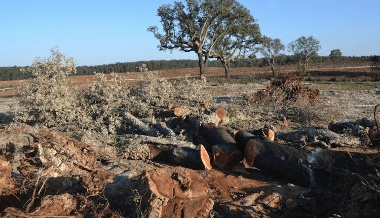 PR Quercus contesta abate sobreiros parque solar Escalabis 17 3 2023