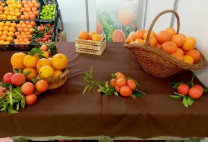 mostra laranja silves 3