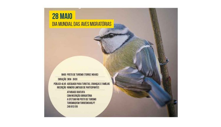 RT1908 cartazes final