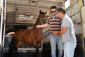 cavalo 1