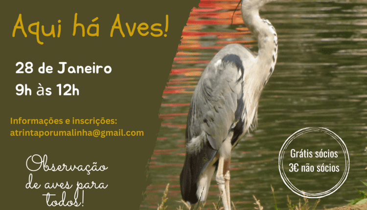 AquiháAves! TMR.JAN2024