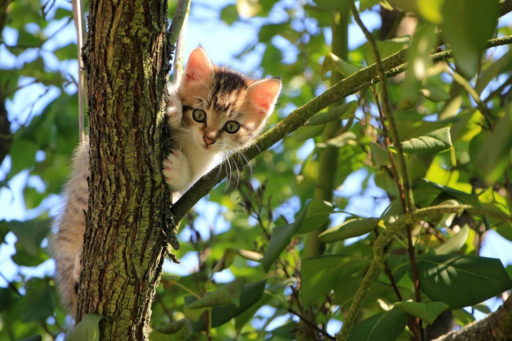 cat 1647775 1280