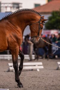Feira Nacional do Cavalo 2025 já tem data