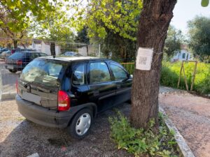 Travar o abate das olaias na Av. Dr. Egas Moniz