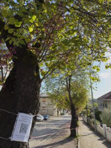 Travar o abate das olaias na Av. Dr. Egas Moniz