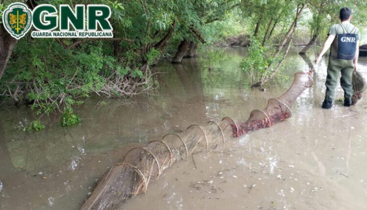 Foram capturados lagostins e enguias