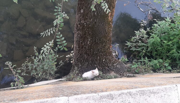 Bombeiros de Tomar resgatam gatinho do rio Nabão