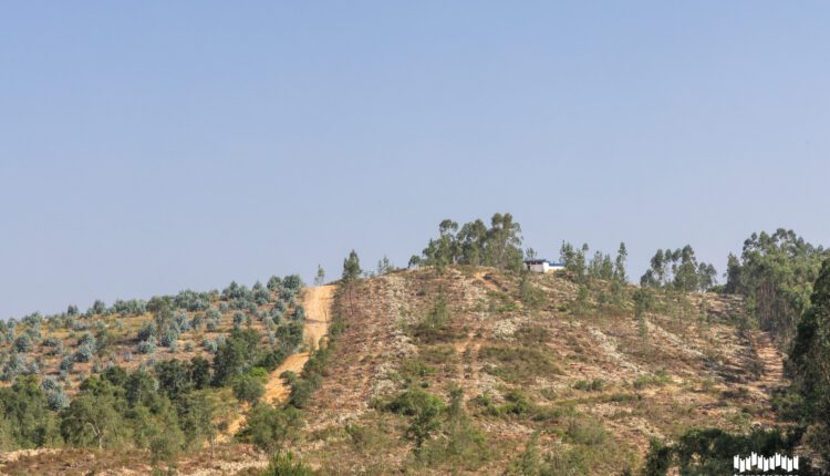 Município de Torres Novas reconverte eucaliptal em povoamento florestal autóctone e resiliente na Meia Via