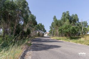 Município de Torres Novas reconverte eucaliptal em povoamento florestal autóctone e resiliente na Meia Via