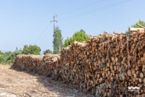 Município de Torres Novas reconverte eucaliptal em povoamento florestal autóctone e resiliente na Meia Via