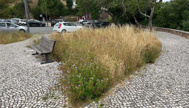 Desleixo dá má imagem da Cerrada dos Cães junto ao Convento de Cristo