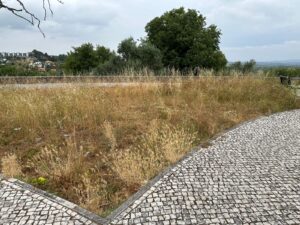 Desleixo dá má imagem da Cerrada dos Cães junto ao Convento de Cristo 