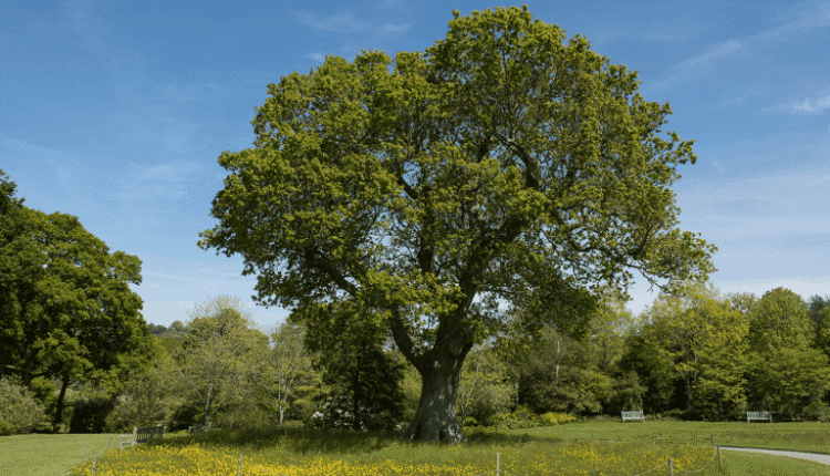Petição para proteção dos carvalhos autóctones em Portugal