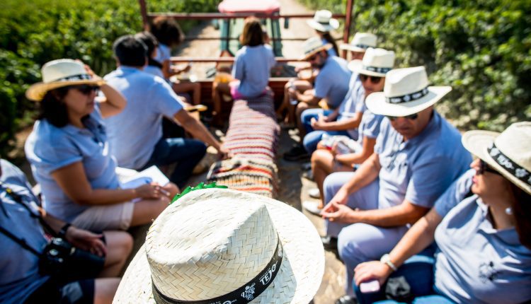 Vamos à vindima? Sete experiências únicas na região dos Vinhos do Tejo
