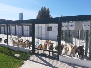 Centro de Recolha Oficial de animais de companhia de Tomar, uma excelente obra do município 