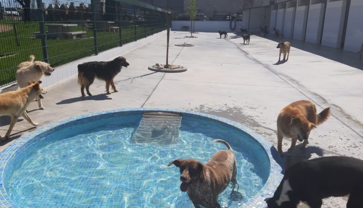 Centro de Recolha Oficial de animais de companhia de Tomar, uma excelente obra do município