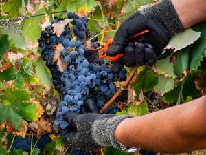 Vamos à vindima? Sete experiências únicas na região dos Vinhos do Tejo