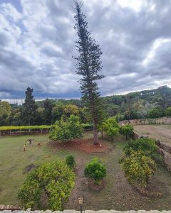 A Araucaria localizada na Horta dos Frades, do Convento do Cristo, foi hoje examinada