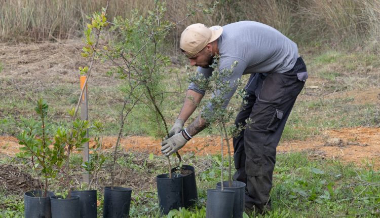 Câmara de Torres Novas vai plantar 2.300 árvores entre sobreiros e medronheiros