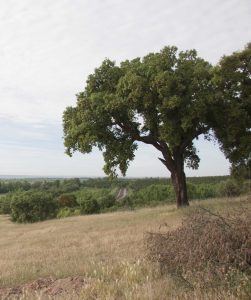 Câmara de Torres Novas vai plantar 2.300 árvores entre sobreiros e medronheiros