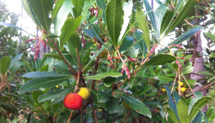 Torres Novas promove Caminhada dos Medronhos