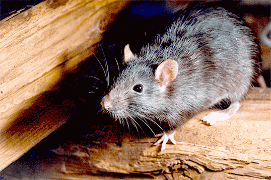 imagem02 roedores entendendo a infestacao e o controle