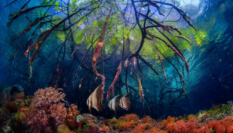 ocean ciclovivo