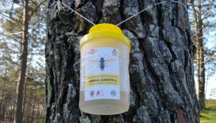 Ninhos Vespa Asiática abril2021 5 768x1024 1