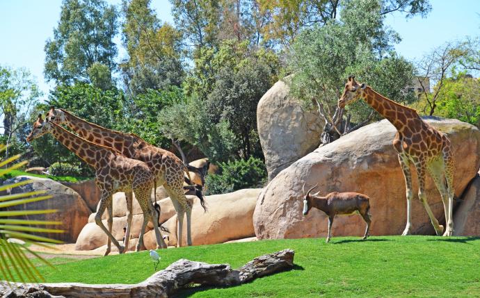 jirafas en la sabana africana de bioparc valencia