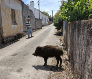 "O Barreiras" já é atração turística e gosta de jogar à bola