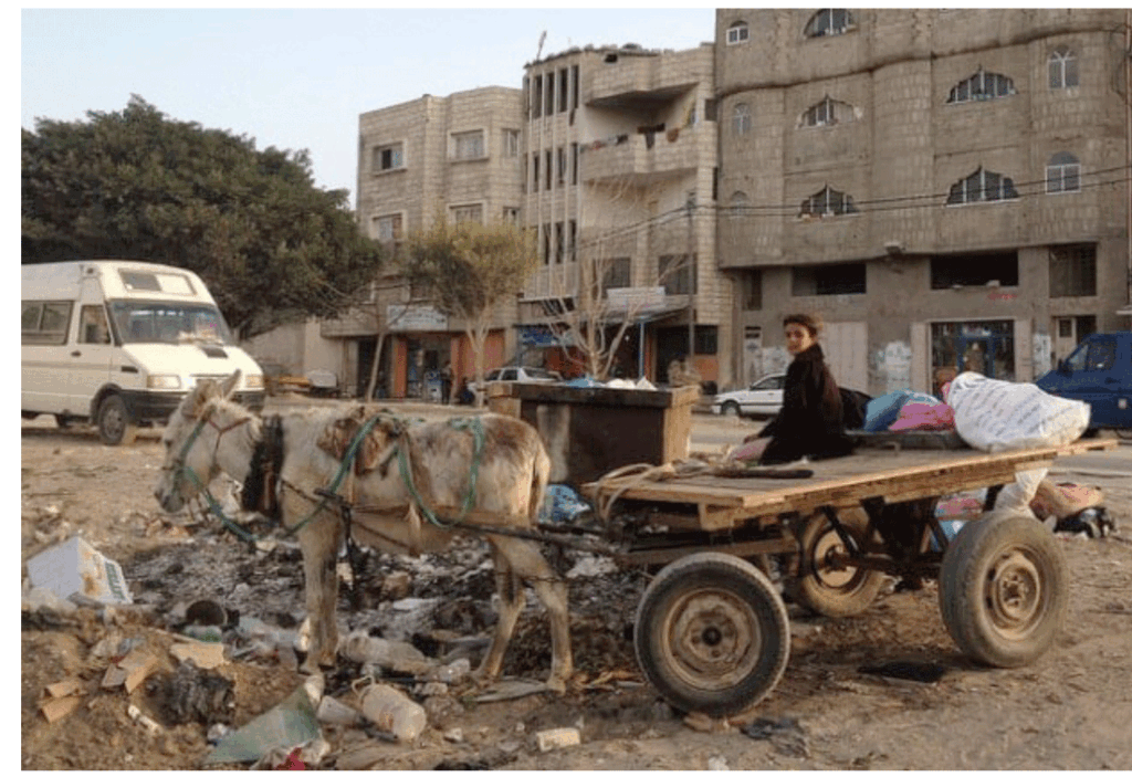 Outro lado da guerra: «Os burros de Gaza»