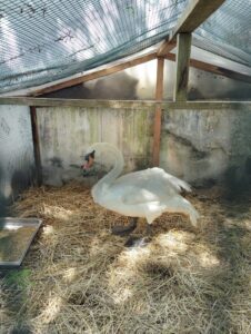 Grupo «Mata Bielas» oferece Cisne para o rio Nabão