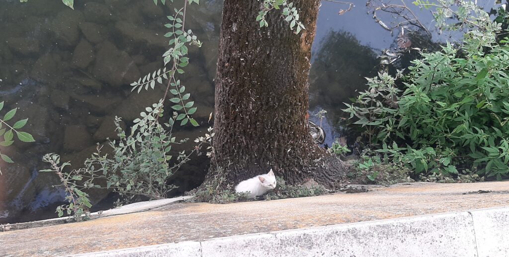 Bombeiros de Tomar resgatam gatinho do rio Nabão