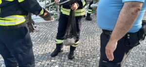 Bombeiros de Tomar resgatam gatinho do rio Nabão