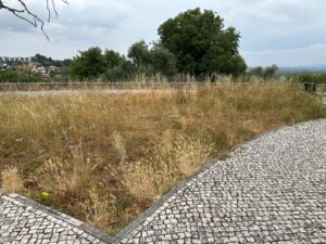Desleixo dá má imagem da Cerrada dos Cães junto ao Convento de Cristo 