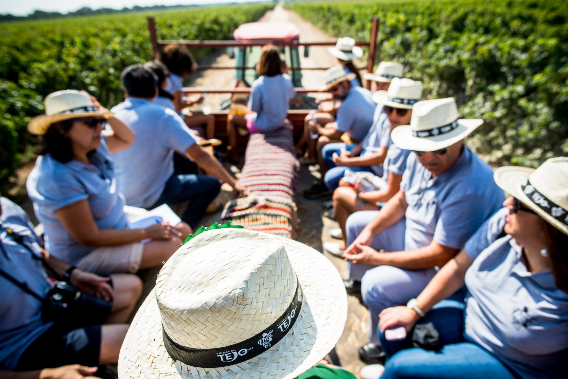 Vamos à vindima? Sete experiências únicas na região dos Vinhos do Tejo